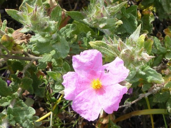 Cistus crispus