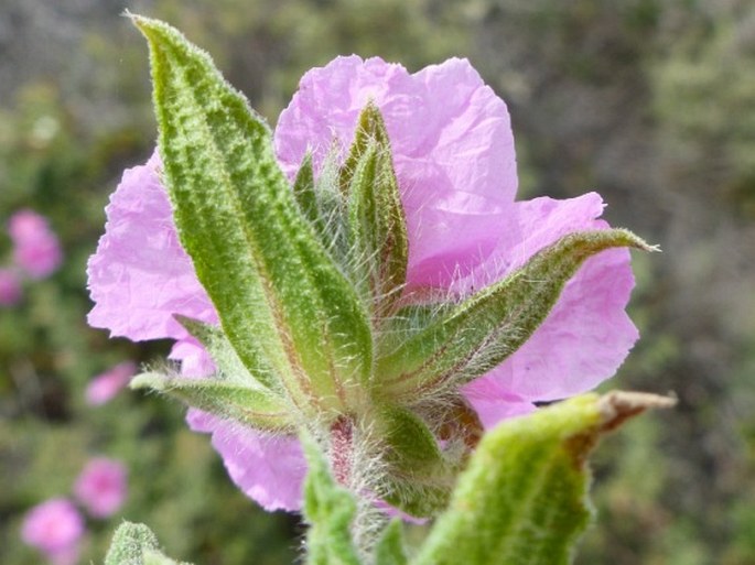 Cistus crispus