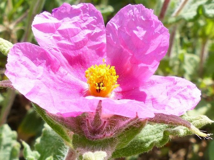 Cistus crispus