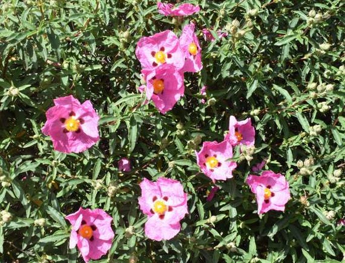 CISTUS ×PURPUREUS Lam. – cist