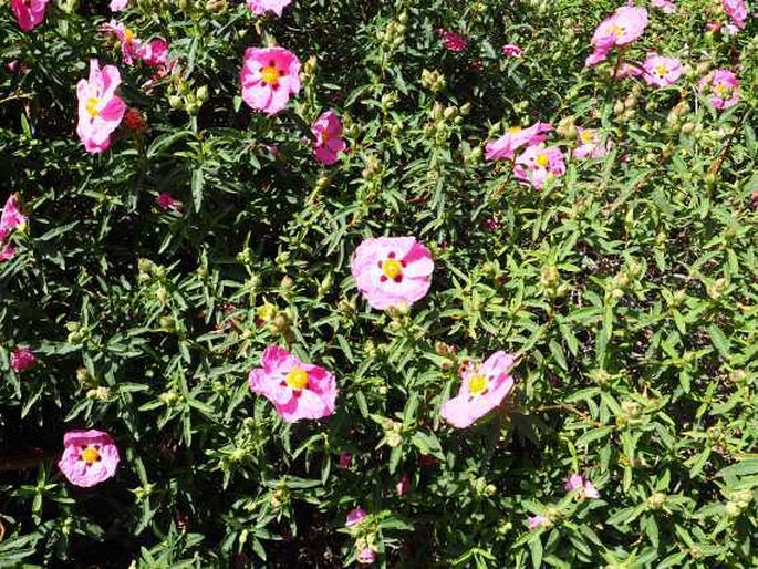 Cistus ×purpureus