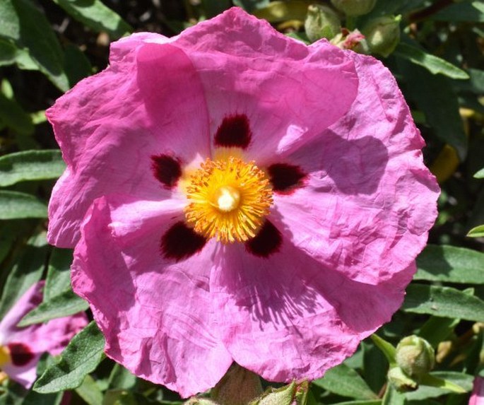 Cistus ×purpureus