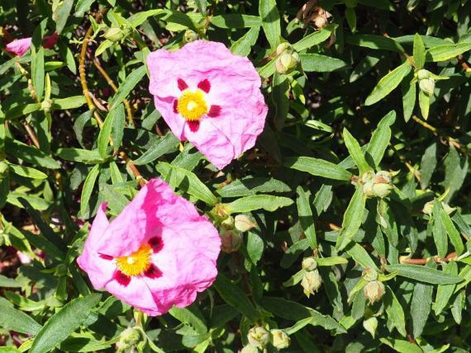 Cistus ×purpureus