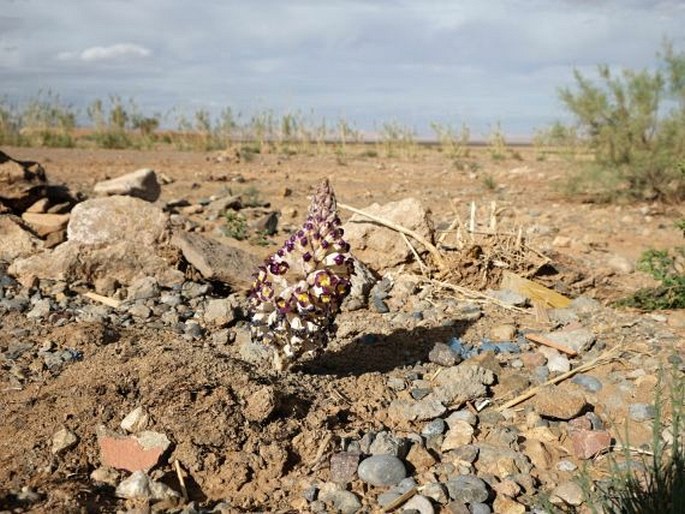 Cistanche violacea