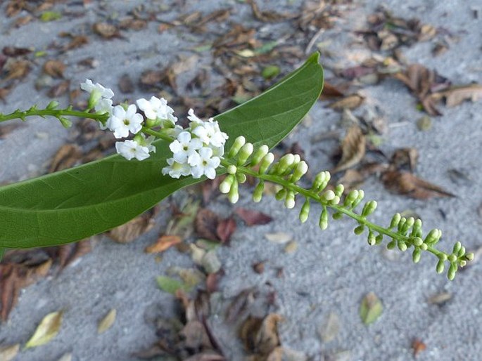 Citharexylum spinosum