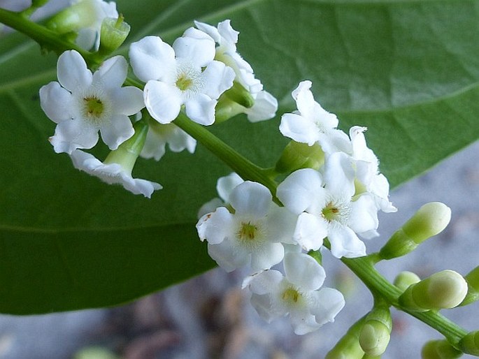 Citharexylum spinosum