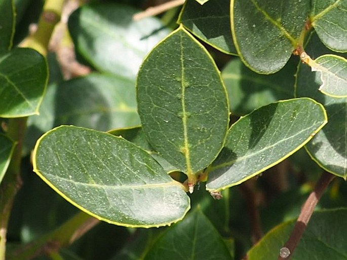 Citronella mucronata