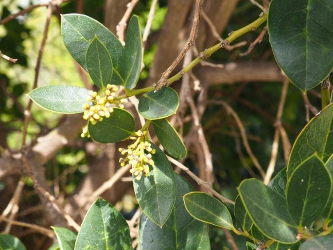 Citronella mucronata