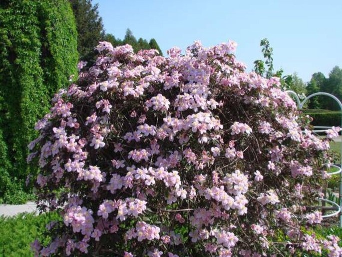 Clematis montana