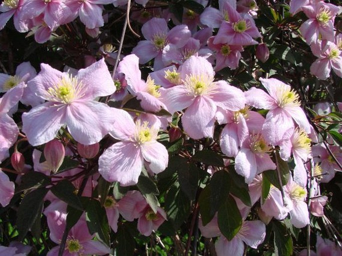 Clematis montana