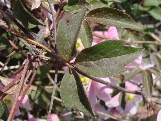 Clematis montana