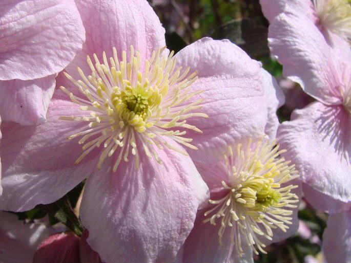 Clematis montana