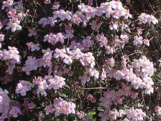 Clematis montana