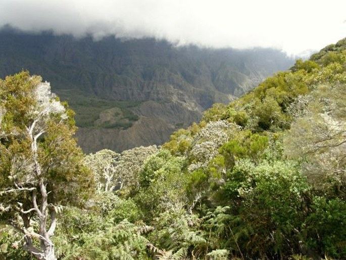 Claoxylon glandulosum