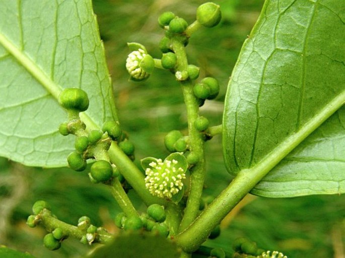 CLAOXYLON GLANDULOSUM Boivin ex Baill.