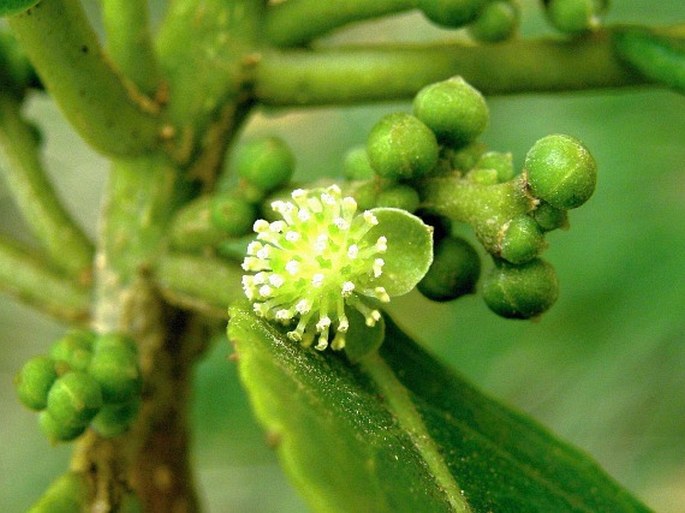 Claoxylon glandulosum