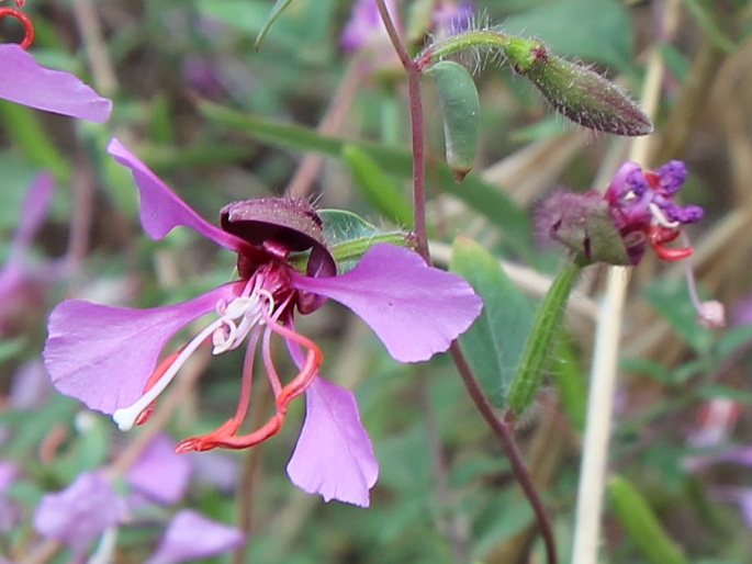 CLARKIA UNGUICULATA Lindl. - lokanka lepá