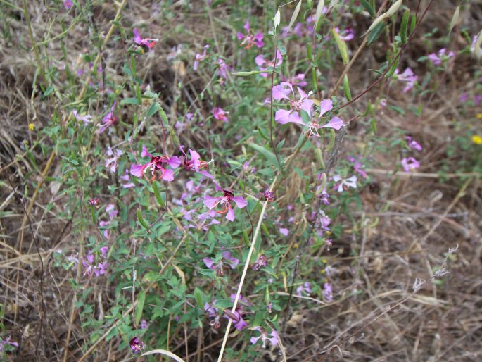 Clarkia unguiculata