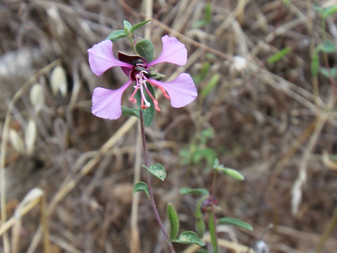 Clarkia unguiculata