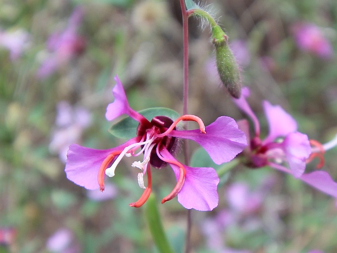 Clarkia unguiculata