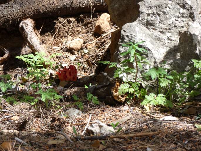 Clathrus ruber