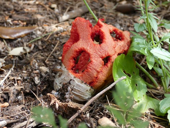 Clathrus ruber