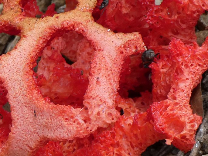 Clathrus ruber