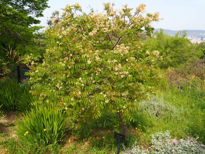 Clausena anisata