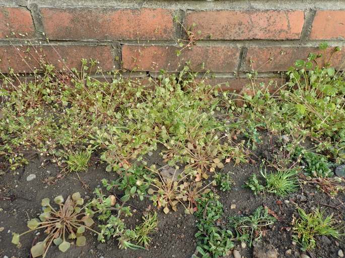 Claytonia perfoliata