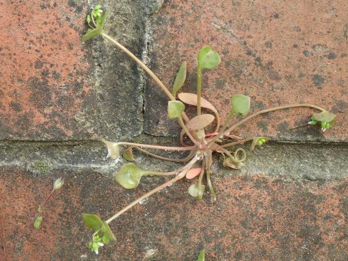 Claytonia perfoliata