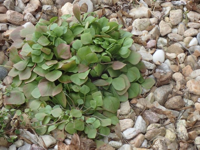 Claytonia perfoliata