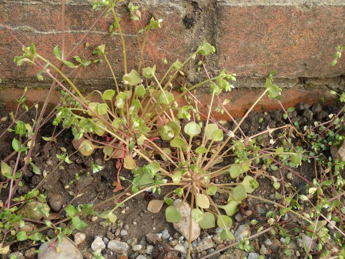 Claytonia perfoliata