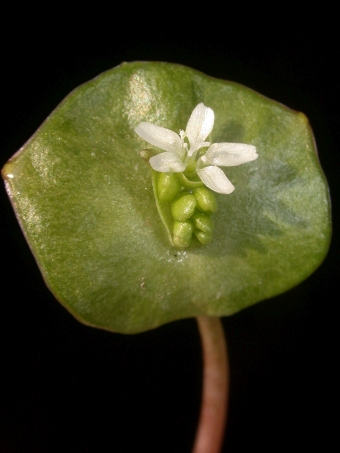 Claytonia perfoliata