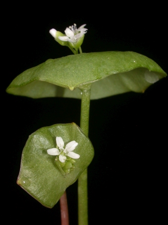 Claytonia perfoliata