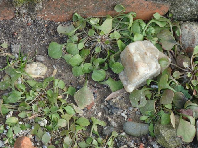 Claytonia perfoliata