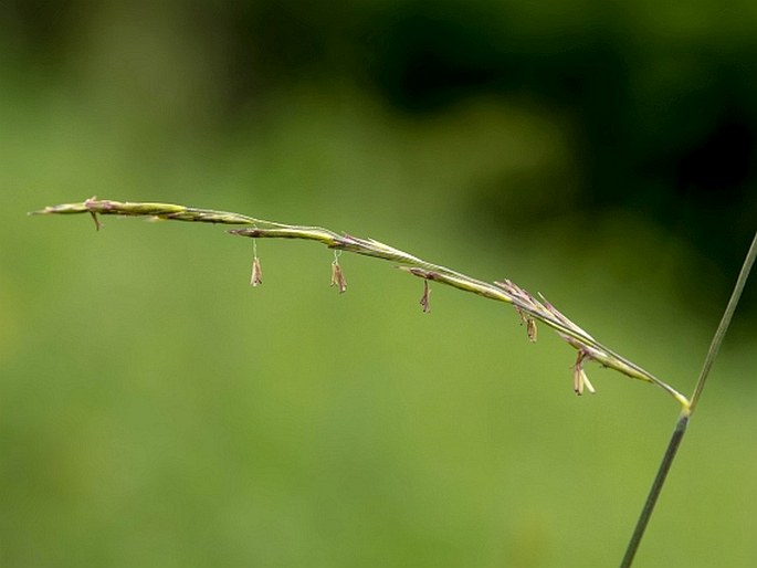 CLEISTOGENES SEROTINA (L.) Keng – dvouřadec pozdní / dvojradovec neskorý