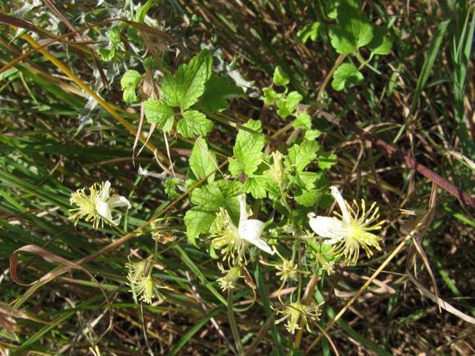 Clematis brachiata