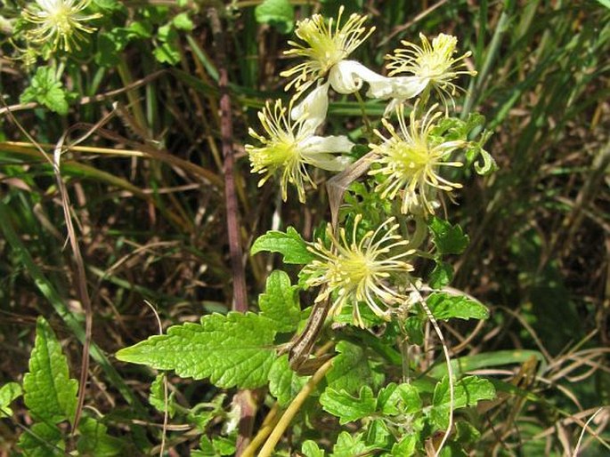 Clematis brachiata