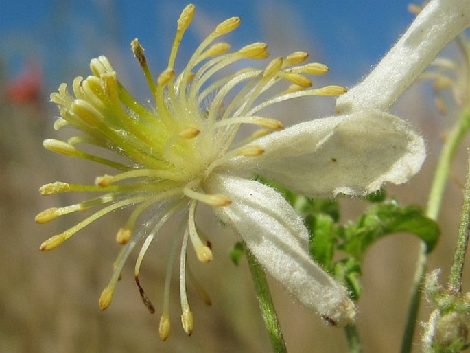 Clematis brachiata