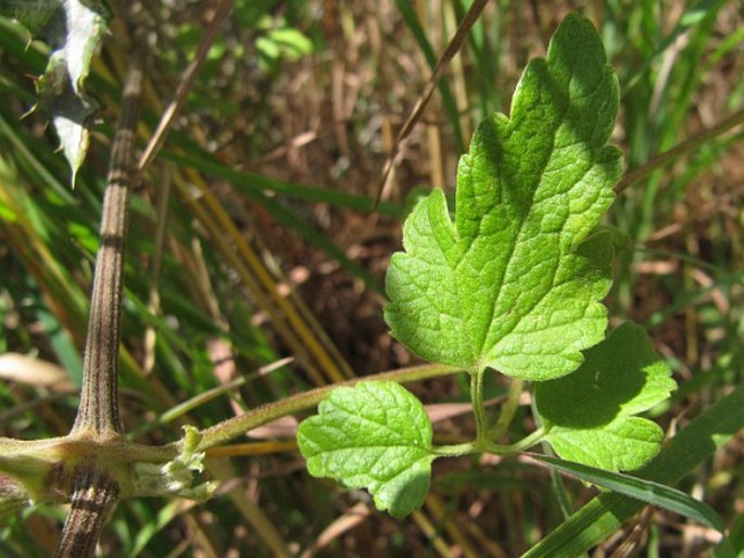 Clematis brachiata