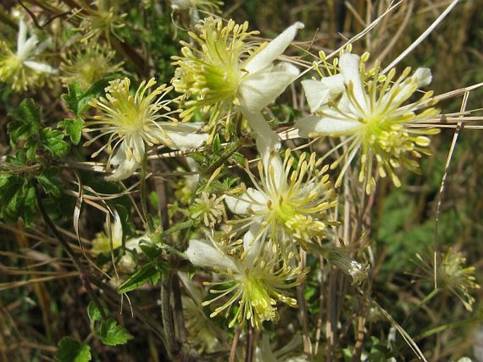 Clematis brachiata