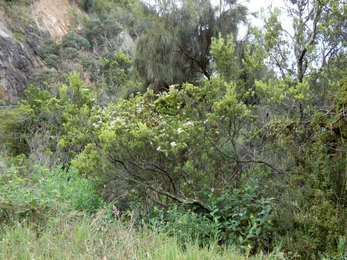 Clematis aristata