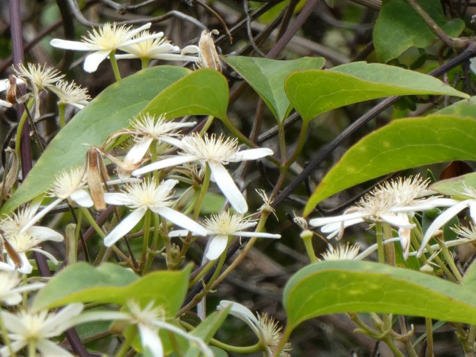 Clematis aristata