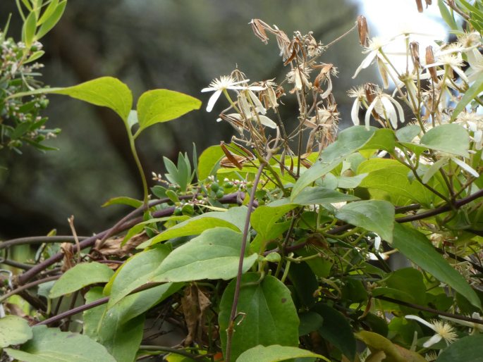 Clematis aristata