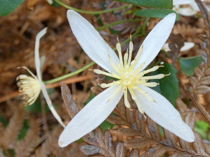 Clematis aristata