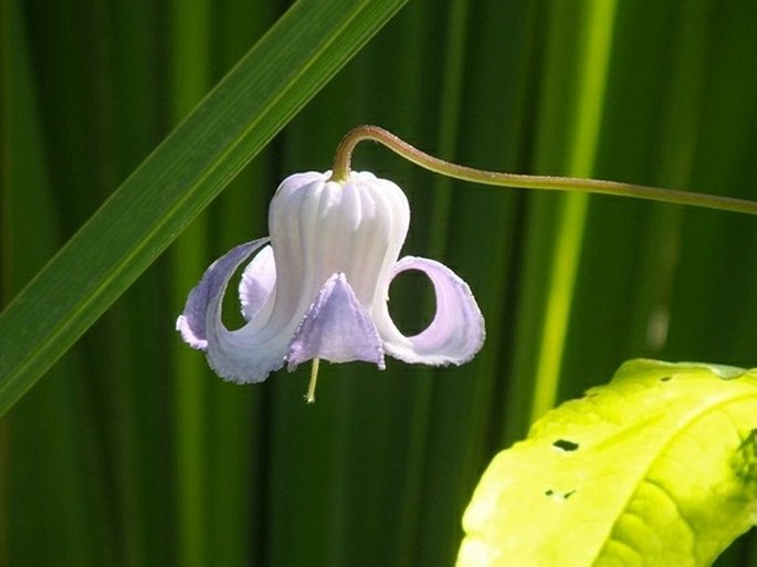 Clematis crispa