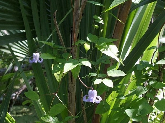 Clematis crispa