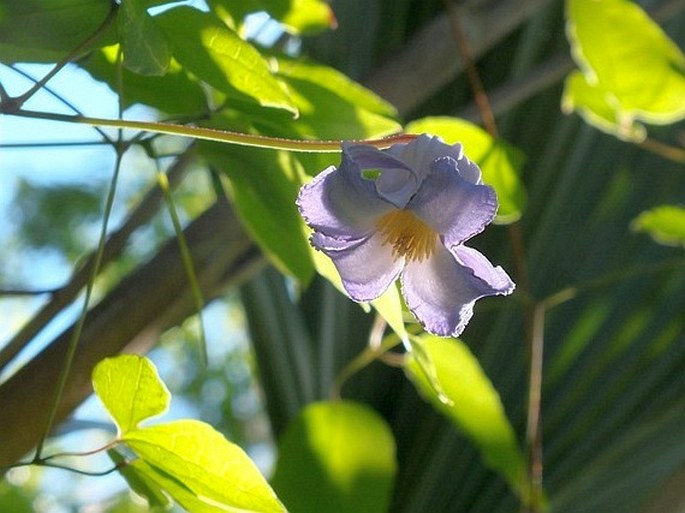 Clematis crispa