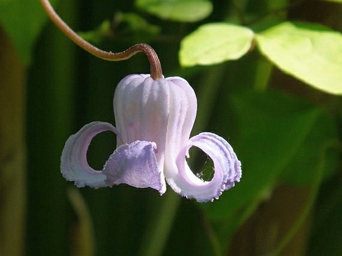 Clematis crispa