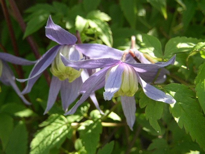 CLEMATIS MACROPETALA Ledeb.